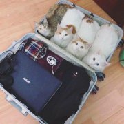 如何安全寄行李快递回国？行李回国申报指南来了！
